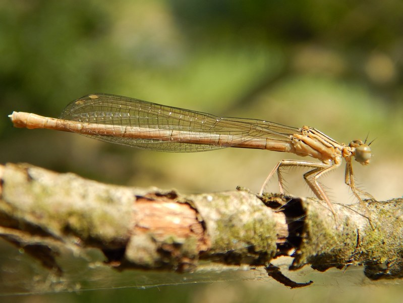 Coenagrionidae da ID